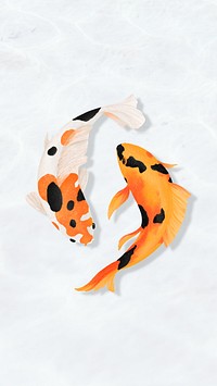 Koi fish couple iPhone wallpaper background