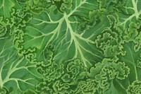Lettuce vegetable background, green design