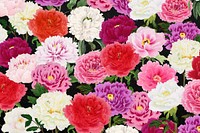 Colorful carnation flowers background, botanical pattern illustration