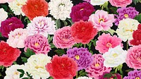 Colorful carnation flowers computer wallpaper, botanical pattern background