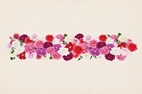 Pink carnation flower divider, colorful botanical illustration