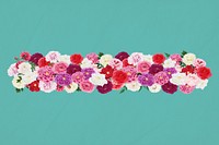 Pink carnation flower divider, colorful botanical illustration