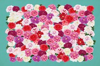 Colorful pink carnation flower, botanical collage art