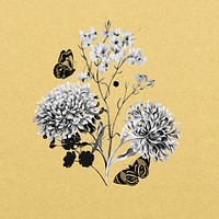 China aster flower, botanical illustration