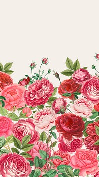 Valentine's flower border mobile wallpaper, pink roses background