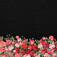 Valentine's flower border background, pink roses illustration