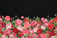 Valentine's flower border background, pink roses illustration
