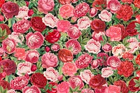 Pink rose pattern background, Valentine's flower illustration