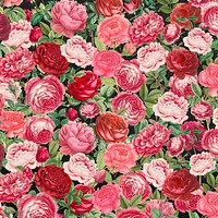 Pink rose pattern background, Valentine's flower illustration