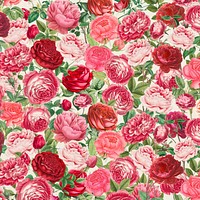 Pink rose pattern background, Valentine's flower illustration