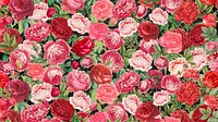 Pink rose pattern HD wallpaper, Valentine's flower background