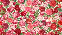 Pink rose pattern HD wallpaper, Valentine's flower background