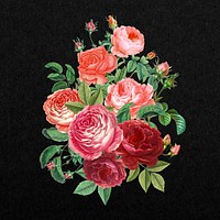 Pink Valentine's rose flower bouquet, botanical illustration