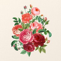 Pink Valentine's rose flower bouquet, botanical illustration