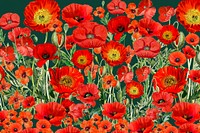Poppy flower pattern background, red floral illustration