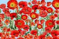 Poppy flower pattern background, red floral illustration