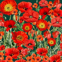 Poppy flower pattern background, red floral illustration