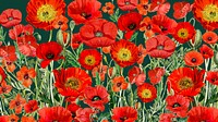 Poppy flower pattern desktop wallpaper, red floral background