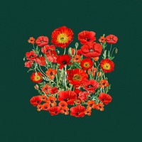 Red poppy flower, botanical illustration