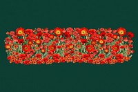 Red poppy divider, Summer flower illustration