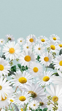 Daisy flower border iPhone wallpaper, pastel blue background