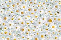 Daisy floral pattern background, white flower illustration