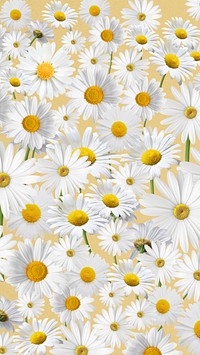 Daisy floral pattern mobile wallpaper, white  flower background