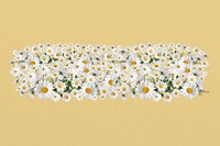 White daisy divider, Spring flower illustration