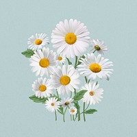 White daisy flower, botanical illustration