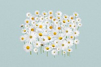 White daisy flower, Spring floral collage art