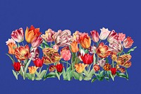 Exotic tulip flower divider, colorful illustration