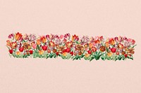 Exotic tulip flower divider, colorful illustration