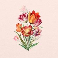 Colorful tulip flower, botanical illustration