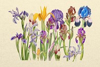 Purple iris flower, botanical illustration