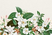 Beautiful jasmine flowers background, botanical illustration