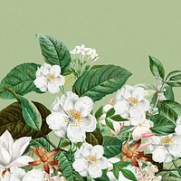 Beautiful jasmine flowers background, botanical illustration