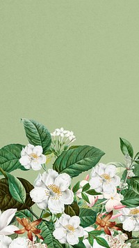 Beautiful jasmine flowers iPhone wallpaper, botanical illustration