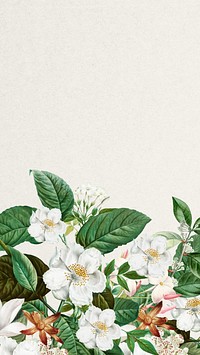 Beautiful jasmine flowers iPhone wallpaper, botanical illustration