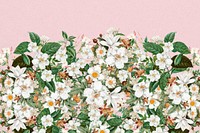 Beautiful jasmine flowers background, botanical illustration