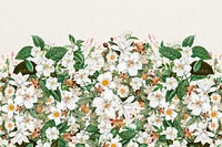 Beautiful jasmine flowers background, botanical illustration