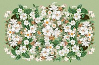 Jasmine flower, Spring floral collage art