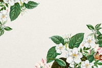 Jasmine flower border background, beige textured design