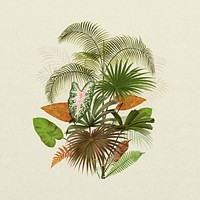 Tropical palm tree, botanical illustration