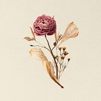 Autumn rose flower, botanical illustration