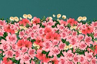 Spring azalea flowers background, pink botanical border 