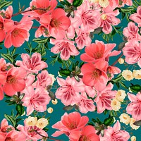 Pink azalea flower background, Chinese quince botanical illustration