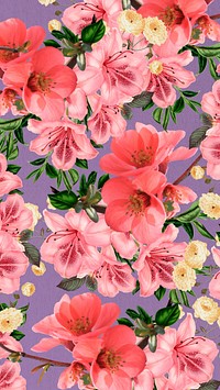 Pink azalea flower mobile wallpaper, Chinese quince botanical illustration