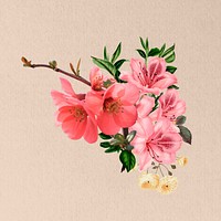 Pink Chinese quince flower, botanical illustration