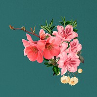 Pink Chinese quince flower, botanical illustration