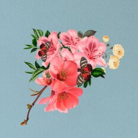 Pink Chinese quince flower, botanical illustration